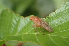 Heleomyzidae
