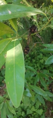 Quercus imbricaria