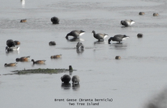 Branta bernicla