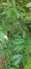 Quercus imbricaria