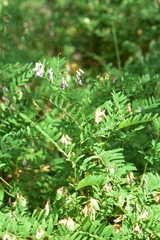 Vicia cassubica