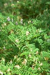 Vicia cassubica