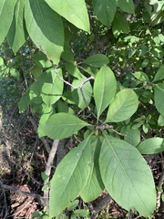 Chionanthus virginicus
