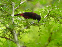 Ramphocelus dimidiatus