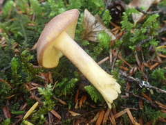 Tricholomopsis rutilans