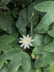 Passiflora subpeltata