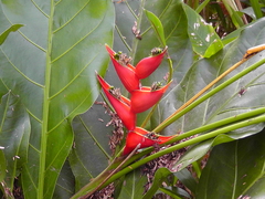 Heliconia stricta