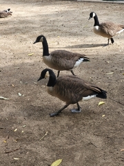 Branta canadensis