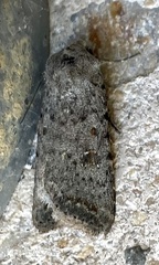 Caradrina