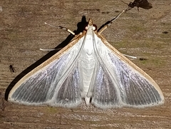 Margaroniini