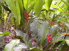 Heliconia stricta