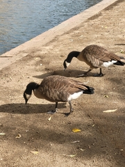 Branta canadensis