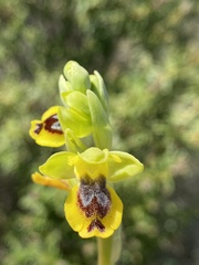 Ophrys sicula