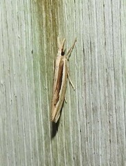 Orocrambus ramosellus