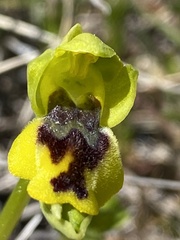 Ophrys sicula