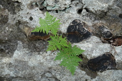 Cheilanthes leucopoda