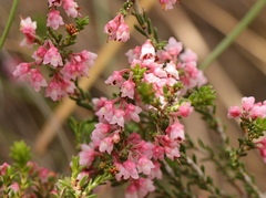 Erica umbelliflora