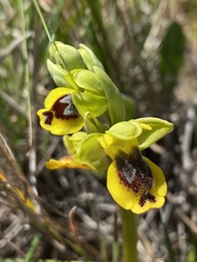 Ophrys sicula