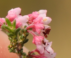 Erica umbelliflora