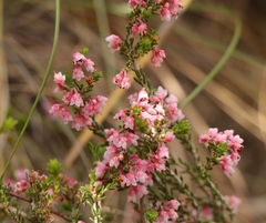 Erica umbelliflora