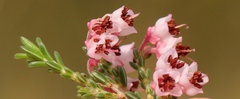 Erica umbelliflora