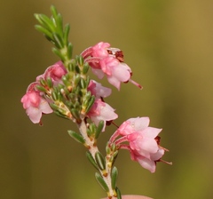Erica umbelliflora