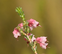 Erica umbelliflora