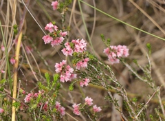Erica umbelliflora