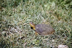 Emys orbicularis