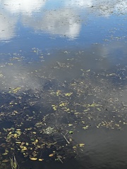 Potamogeton amplifolius