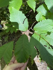 Castanea dentata