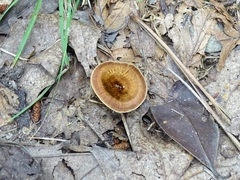 Coltricia cinnamomea