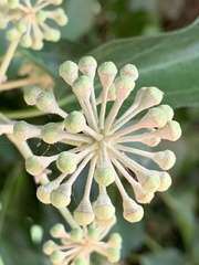 Hedera canariensis