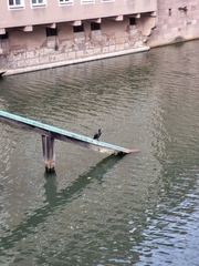 Phalacrocorax carbo