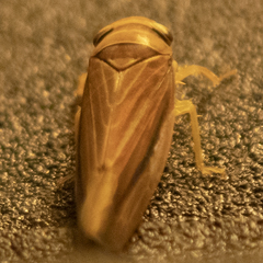 Idiodonus kennicotti