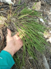 Dichanthelium depauperatum