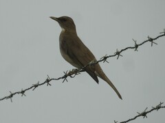 Turdus ignobilis debilis