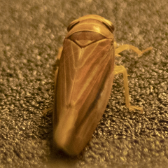 Idiodonus kennicotti