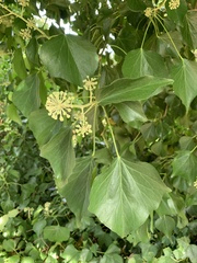 Hedera canariensis