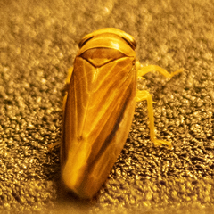 Idiodonus kennicotti