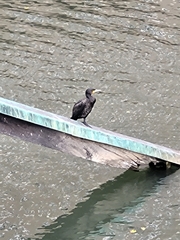 Phalacrocorax carbo