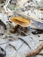 Coltricia cinnamomea