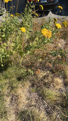 Achillea filipendulina