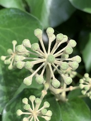 Hedera canariensis