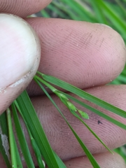 Dichanthelium depauperatum