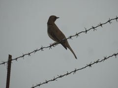 Turdus ignobilis debilis