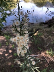 Erigeron