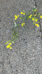 Erysimum cheiranthoides