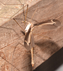 Tipula tricolor
