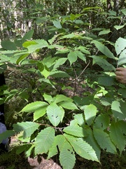 Castanea dentata